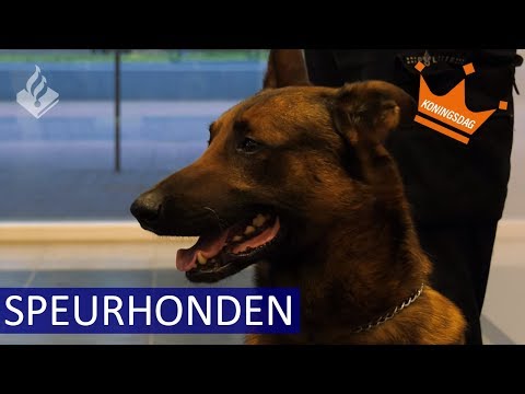 Explosieven zoeken tijdens Koningsdag - Politie - Speurhonden - Amersfoort