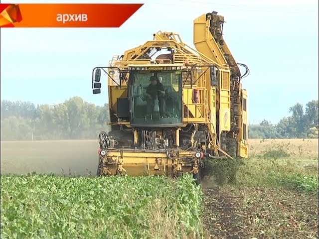 Свёкла – 420, кукуруза – 80 центнеров 