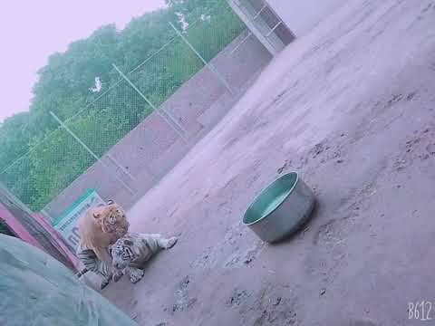 Bengal Tiger mate with White Tigress / Tiger matting