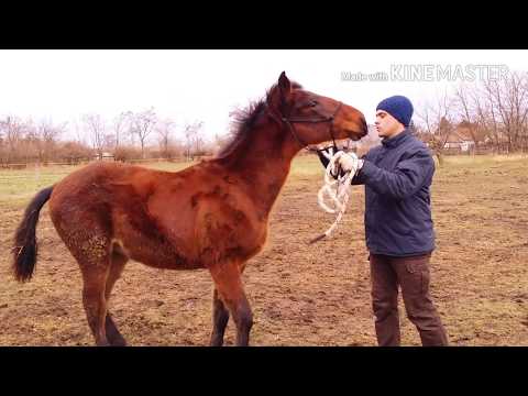 Paraziták élnek a fejben