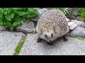 annoyed hedgehog