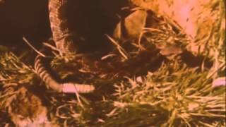 The Budos Band - Trail of Tears