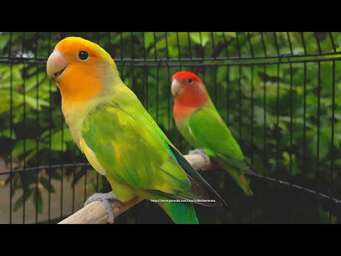 Rosy-Faced Lovebird Chirping Sounds - Orange-Faced Green Pied & Red-Headed Green Opaline