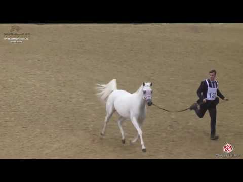 N 133 ASRAR LEMBARAK   10th Qatar International Arabian Peninsula Horse Show 2020   4 6 Years Old