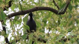 preview picture of video 'Black-throated Laughingthrush calling 黑喉噪鶥(黑喉笑鶇)叫聲'