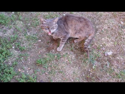 Come trattare erbe di vermi Analisi yaytseglist e lyambliya