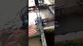 Download lagu Ikan Dalam Kolam #shorts ##short #shortvideo mp3 Download lagu Ikan Dalam Kolam #shorts ##short #shortvideo mp3