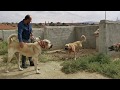 REAL GIANT TURKISH KANGAL DOGS VERY AGRESSIVE