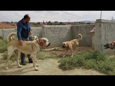 REAL GIANT TURKISH KANGAL DOGS - VERY AGRESSIVE