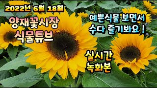 2022년 6월 18일 토요일   예쁜식물들  보면서  수다즐겨봐요 #양재꽃시장 #식물튜브