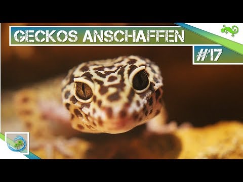 Leopardgeckos anschaffen? Tipps und Tricks (Teil 1)|#17| GeckoTagebuch