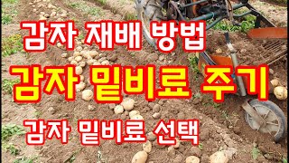 감자 밑거름 2021 밑비료 선택 주는 방법 비료 살포기 카세이 sm740b