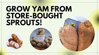 Don’t Toss That Yam Head! Grow Your Own Yams at Home Easily