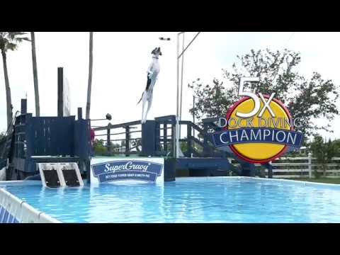 Super Gravy: The Best Way to Make Dry Kibble Healthier Tastier Ever Invented!