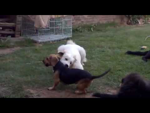 TITANES EN EL JARDIN