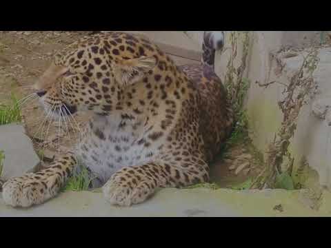 leopard 🐆 in zoo |wildlife India | Angery leopards| Balwinder Singh#wildlife #nature #wildlifeindia