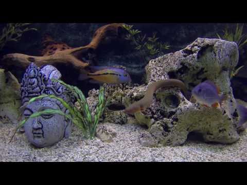 comment nettoyer aquarium eau douce