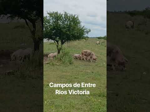 Entre Rios Victoria