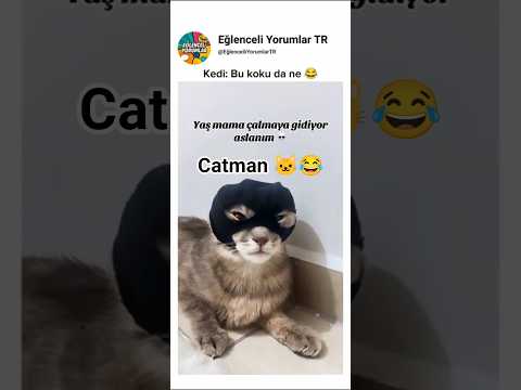 Kötü Koku Alan Kedinin Komik Tepkisi