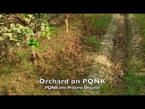 Video thumbnail: Mixed Orchard on PQNK