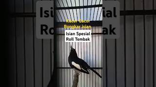 Download lagu Kacer Konslet Gacor isian Kenari Suara Ngotot Emosi Tarung Untuk Pancingan Kacer Bahan Agar Bunyi mp3 Download lagu Kacer Konslet Gacor isian Kenari Suara Ngotot Emosi Tarung Untuk Pancingan Kacer Bahan Agar Bunyi mp3