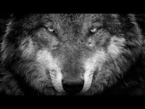 Kontra K x Sido x Azad x Capital Bra x Samra x Savas - Wolfsblut ( Epic Wolfpack Remix )