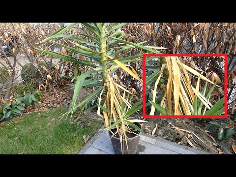 Yucca Palme hat gelbe & braune Blätter Ursache & Lösung – Gelbe, braune Blätter abschneiden