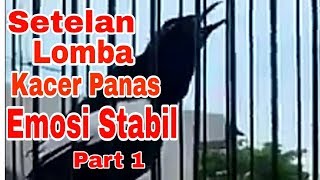Download lagu Setelan Lomba KACER PANAS Emosi stabil part 1 mp3 Download lagu Setelan Lomba KACER PANAS Emosi stabil part 1 mp3