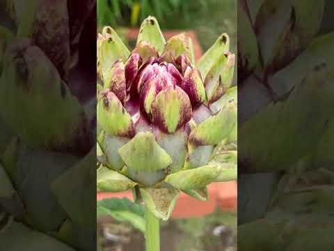 園芸 アーティチョーク、さまざまな利点