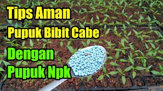 Download lagu Pemupukan bibit cabe dengan pupuk npk mp3