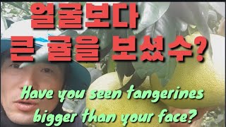 얼굴보다 큰 귤을 보셨수? Have you seen tangerines bigger than your fac…