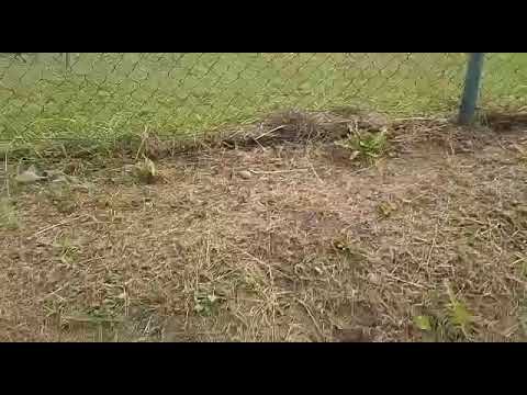 Piemonte - Giovanissimi Provinciali U15 Cuneo A G3 - Saluzzo vs Giovanile Genola 05