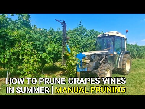 Easy Way On Manual Pruning | How to Prune Grape Vines in Summer | italy 🇮🇹