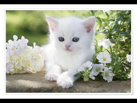 how to  my cat  video 1000 subscribers  Sb sanjit gaming