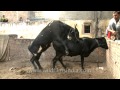 Black Cows Mating In India