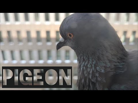 A feathered friend stops by to say hello & bring some cheer to my day!