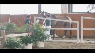 Good as Gold, Buckskin Oldenburg NA stallion (Goodtimes x Michellino)