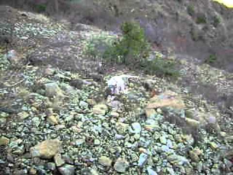 Gjuetaret e Burrelit . Portare  Thelleze !!!