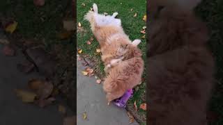 Chula the Golden Chow and Petunia the Pom-Tzu