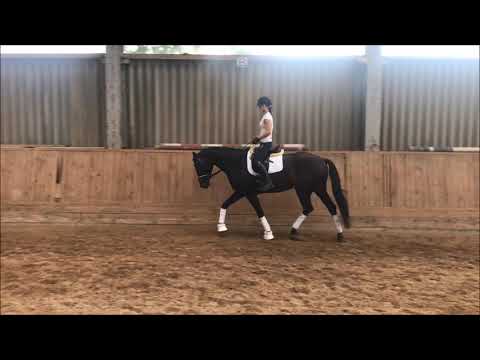 DSP-Stute *2015 von Finest-Hofrat