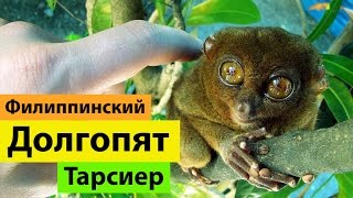 preview picture of video 'Долгопят Тарсиер (Филиппинский долгопят) | Чудо зверек! Tarsier Philippines'