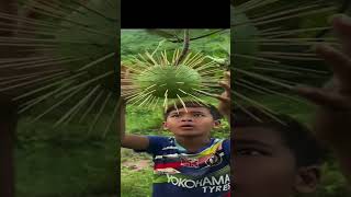 Cover art for Oi Oi Oi Oi a aye aye