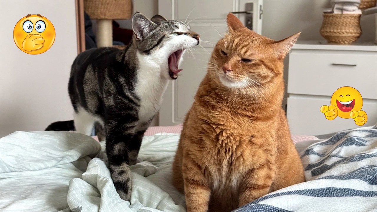 The Most dramatic cats moments ever! 😂🤣 Funny Cat Videos 2026