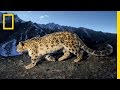 Searching for the Snow Leopard | National Geographic