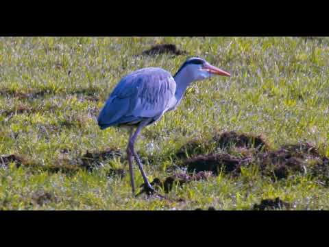 Snake Hunter. Airone cenerino (Ardea cinerea) a caccia di orbassini