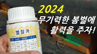 2024 봄벌, 자극사양 시작합니다. 매실 발효액. 벌잘커로 봄벌 활력 증진