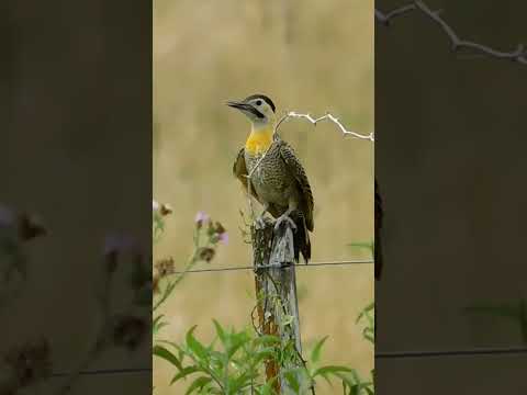 Carpintero de campo zona arroyo negro Paysandú Uruguay #flor #birds #avesdeluruguay #nature #urbano