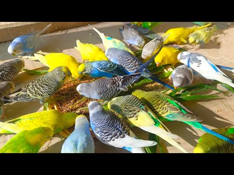 **Budgie Nutrition for Healthy Feathered Friends 🐦🥦*
