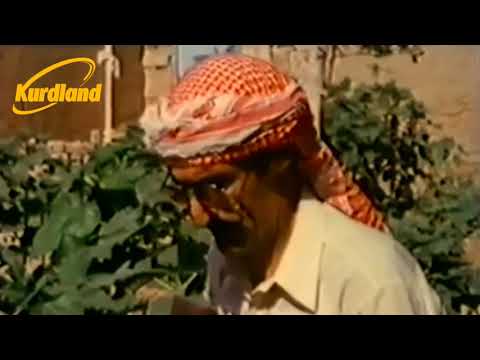 Mihemed Şexo - Ay Lê Gulê