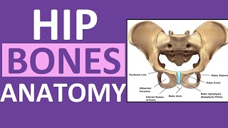 Pelvis Hip Bones Anatomy 